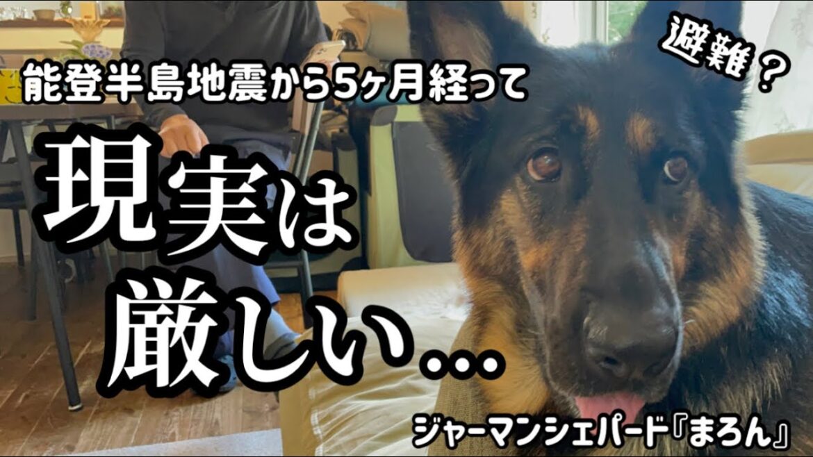 【ジャーマンシェパード】愛犬との避難どうする？能登半島地震から５ヶ月※地震後映像、画像あり注意⚠️