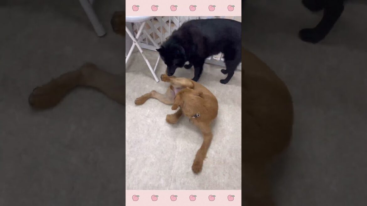 ＃犬のようちえん　＃犬のほいくえん　＃犬お泊りトレーニング　　#子犬しつけ  #しつけ教室 　#スキッパーキ ＃犬のしつけ　#shorts 　#パピートレーニング