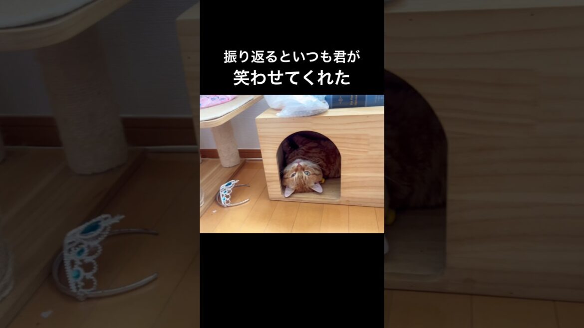 振り返るといつもぽちゃが笑わせてくれた #猫 #マンチカン #shorts