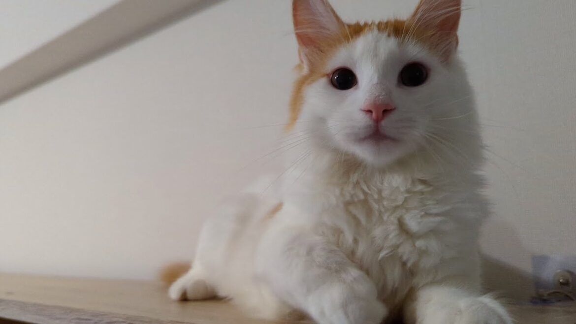 【癒やし】朝のまったりレイモンド