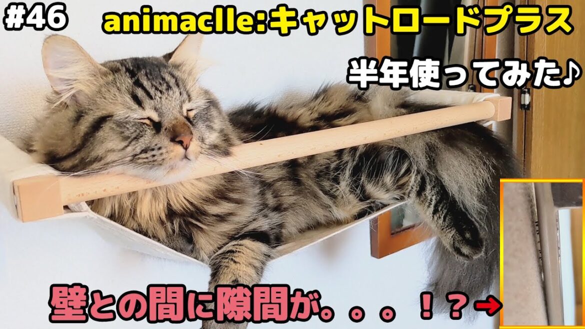 #46 【半年利用レビュー】animacolle 壁に取り付けられるキャットウォーク #46 【半年利用レビュー】animacolle 壁に取り付けられるキャットウォーク