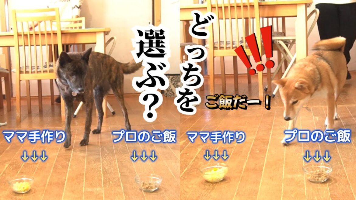 プロの手作りご飯VSママの手作りご飯！同時に出されたら甲斐犬と柴犬はどちらを先に食べるか！？　#甲斐犬 #柴犬 #vlog 【柴犬・甲斐犬】
