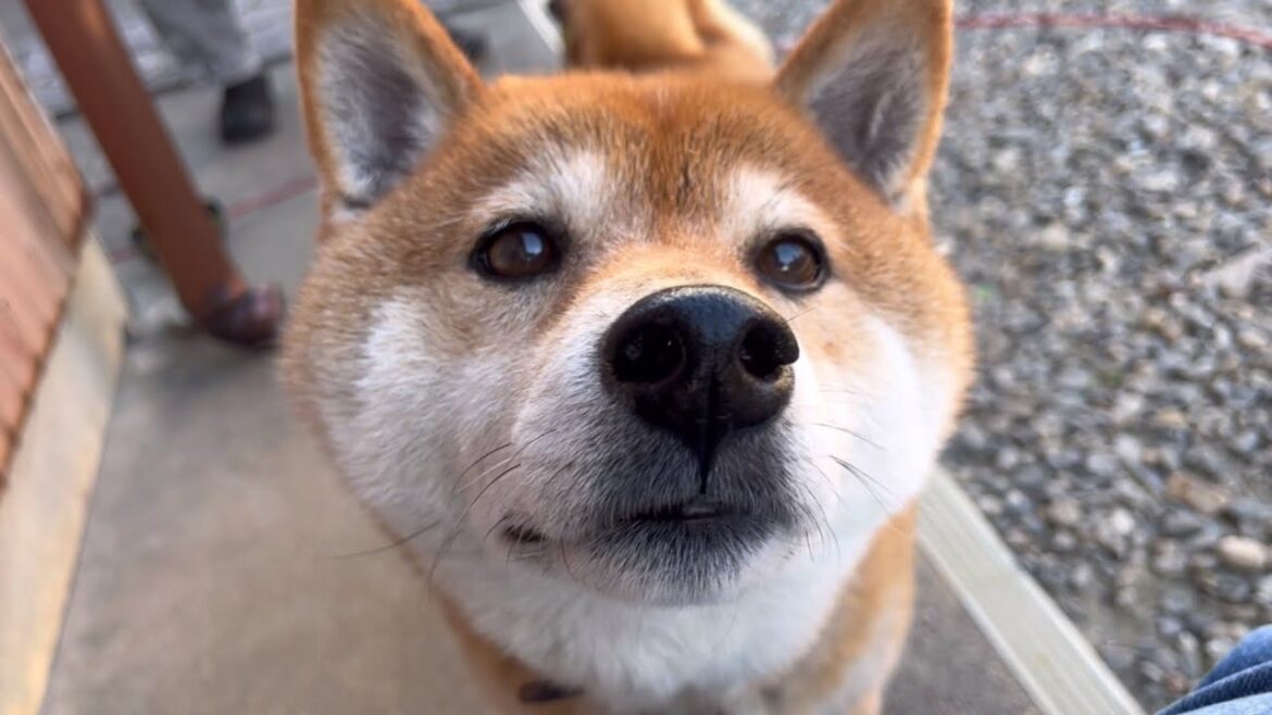庭でバーガー食べてたら柴犬に見つかった