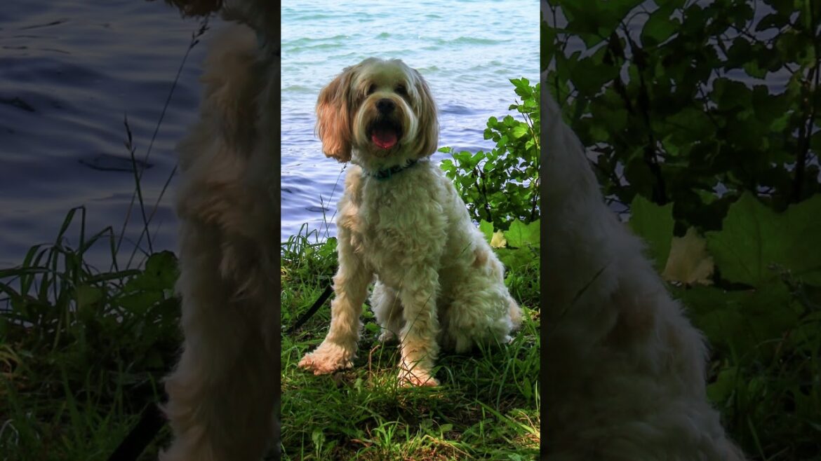 ❤️💙Unveiling the Loyal Beauty of the Tibetan Terrier🐶🐾 #Dogs #Dog #Dogfacts #Tibetanterrier