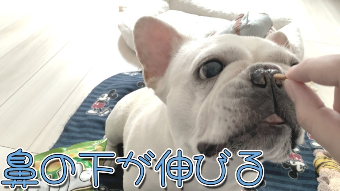ぽーちゃんがおやつを狙う顔!?【フレンチブルドッグ frenchbulldog】 ぽーちゃんがおやつを狙う顔!?【フレンチブルドッグ frenchbulldog】