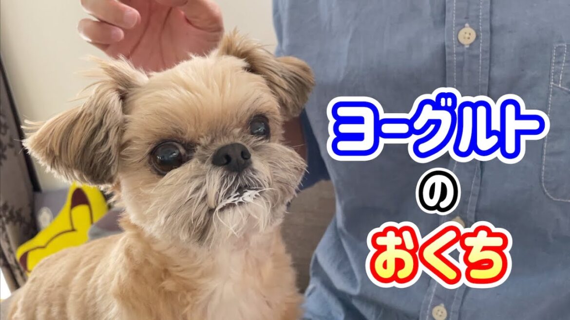 お顔突っ込み！残さずいただきます チワワ×シーズー