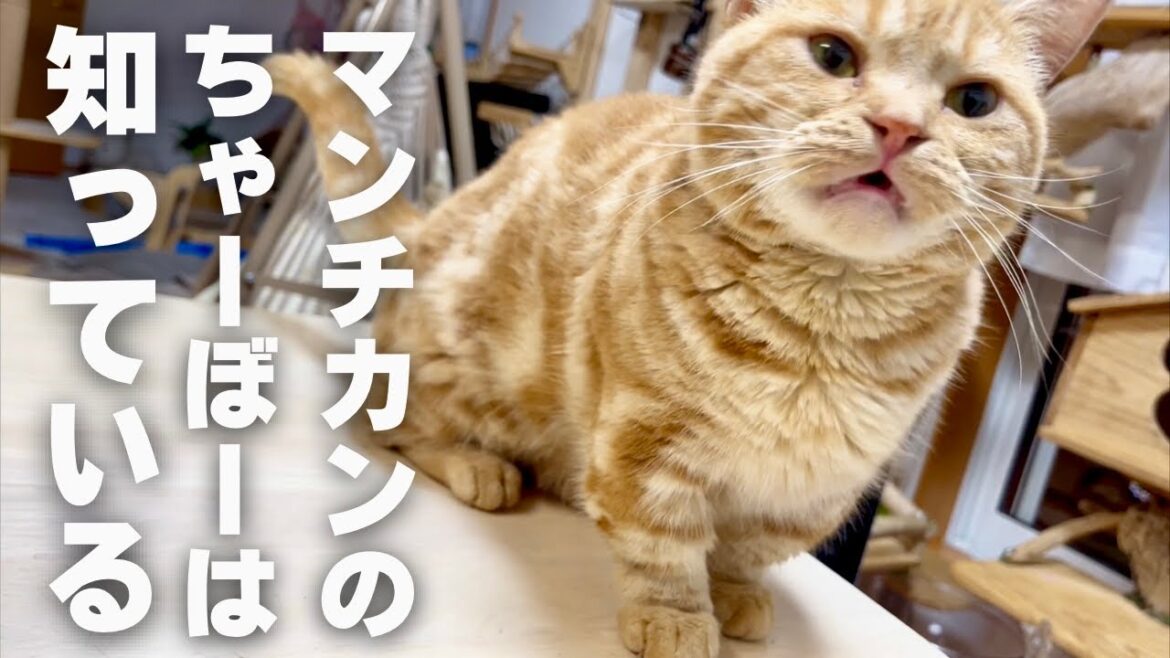 マンチカンのちゃーぼーは知っている #猫 #マンチカン マンチカンのちゃーぼーは知っている #猫 #マンチカン