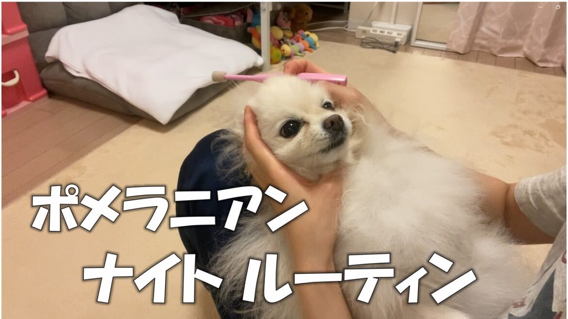 【ナイトルーティン】犬と暮らす平日の夜