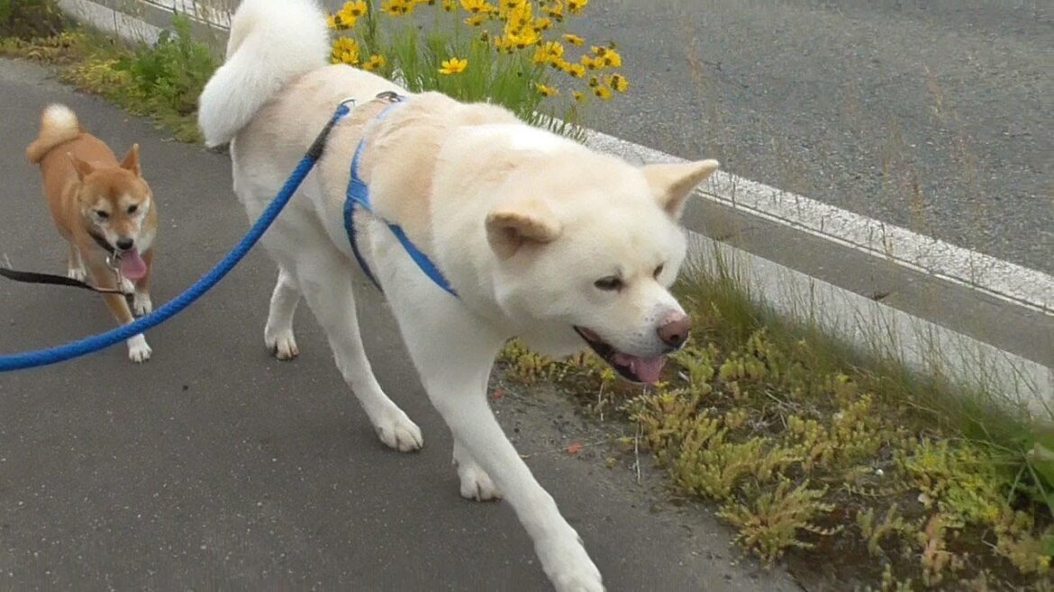 【秋田犬ゆうき】みんなで行くお散歩♪は柴犬きなこだけ歩幅が違うので必死です（撮影は弟くん）【akita dog】