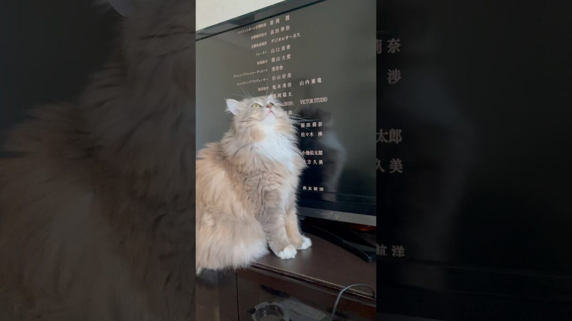 エンドロールの行方が気になる猫#サイベリアン#shorts#TheFirstSlamDunk