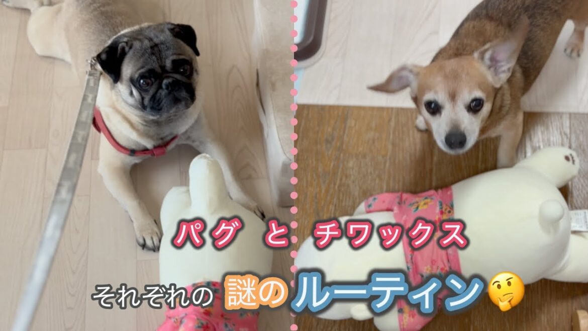 パグとチワックスそれぞれの謎のルーティン🐶〇〇の前に決まってこんな行動します🤔❓