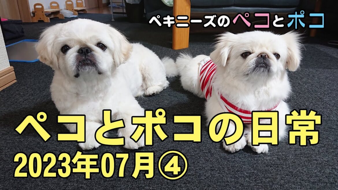 ペキニーズ（犬）ペコ 6歳・ポコ 5歳★ペコとポコの日常 2023年07月④