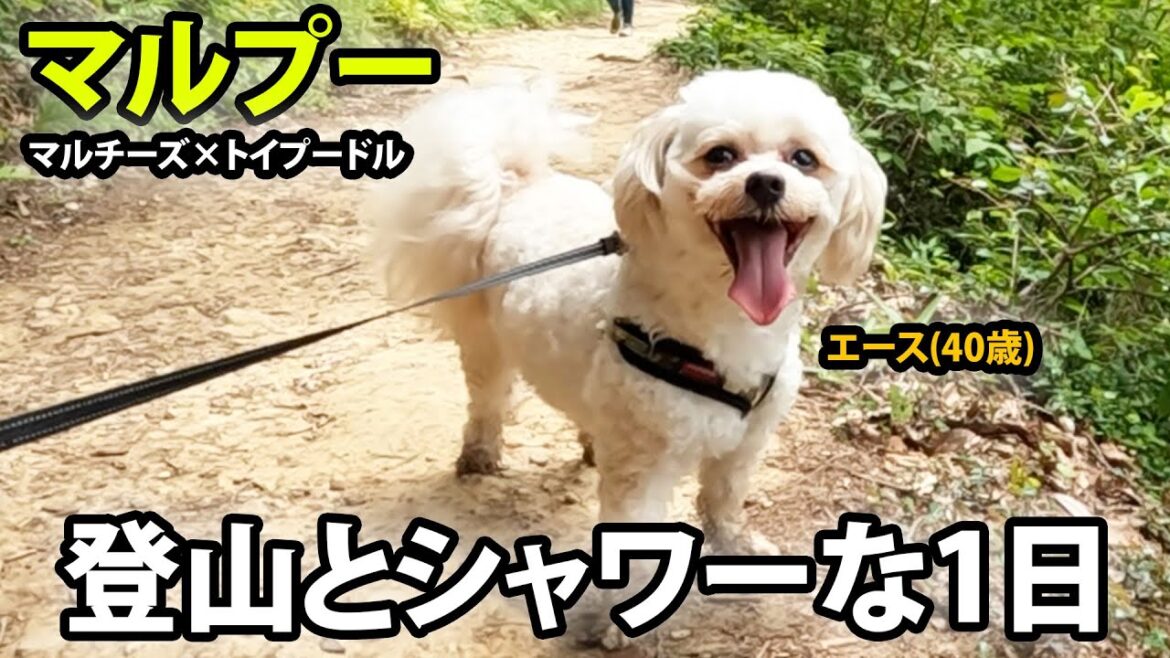 【マルプー】40歳でもビンビンなマルチーズ×トイプードルのエース登山に密着 コールダックの兄弟も一緒に居ます