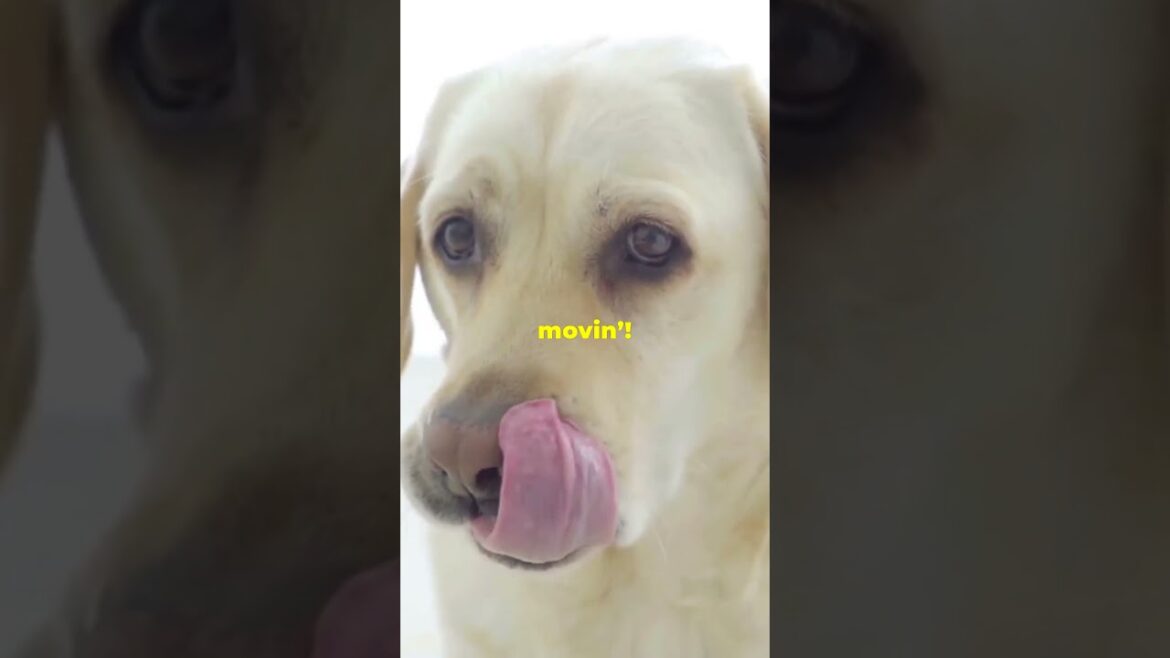 🐾✨ **Labrador Puppy's First Week: Essential Tips!** ✨🐾