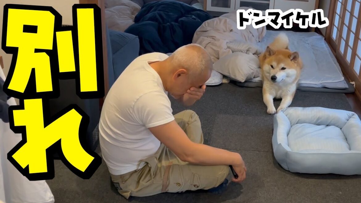 里帰りの娘が帰る日はパパと柴犬がこうなります…