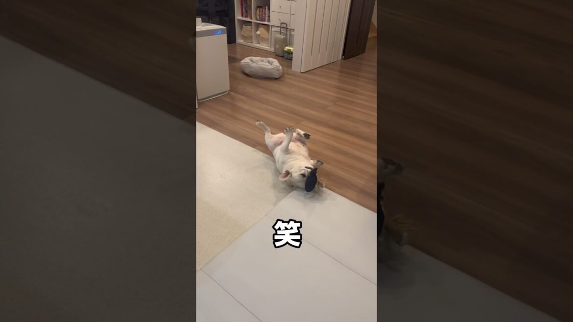 愛犬が転がって起き上がれないw #フレンチブルドッグ #愛犬 #癒し #shorts