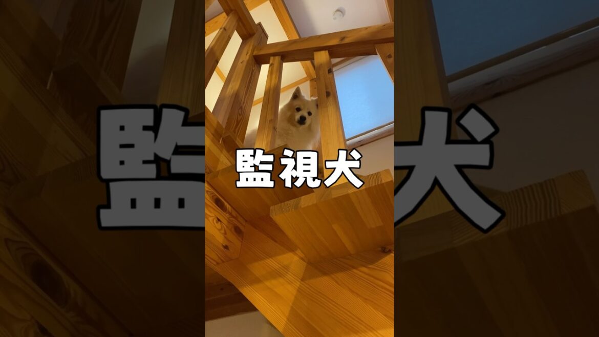 犬に見張られる生活とは　#shorts #日本スピッツ　#spitz_dog