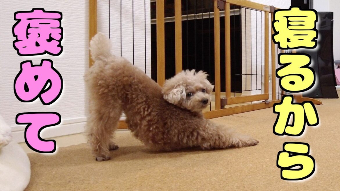 自分で部屋に向かう事を褒められ待ちする兄犬が愛おしい【トイプードル】 自分で部屋に向かう事を褒められ待ちする兄犬が愛おしい【トイプードル】