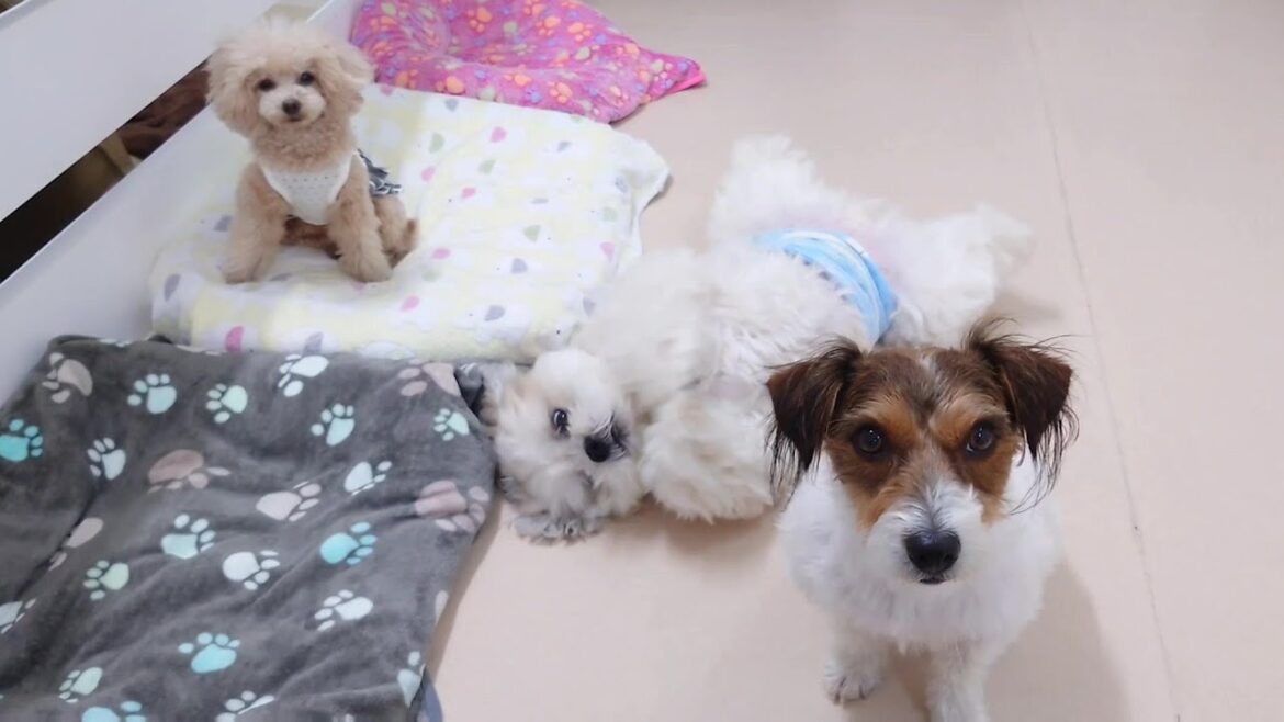ロンリーごろごろシーズー　🐶ひみつきちなう！①🐶  2024年6月13日