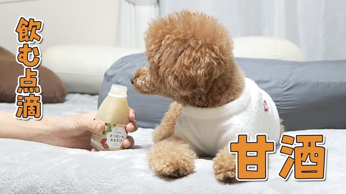 犬に甘酒飲ませて大丈夫なの！？