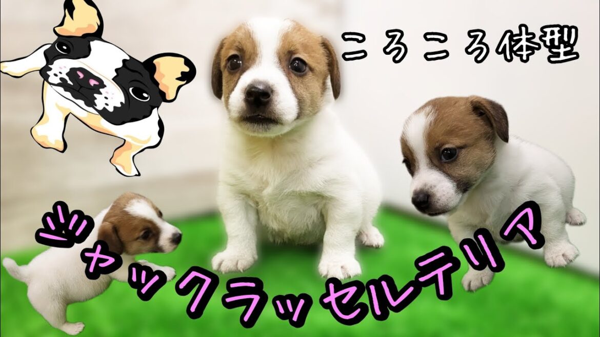ジャックラッセルテリア・子犬【Mitten府中店】