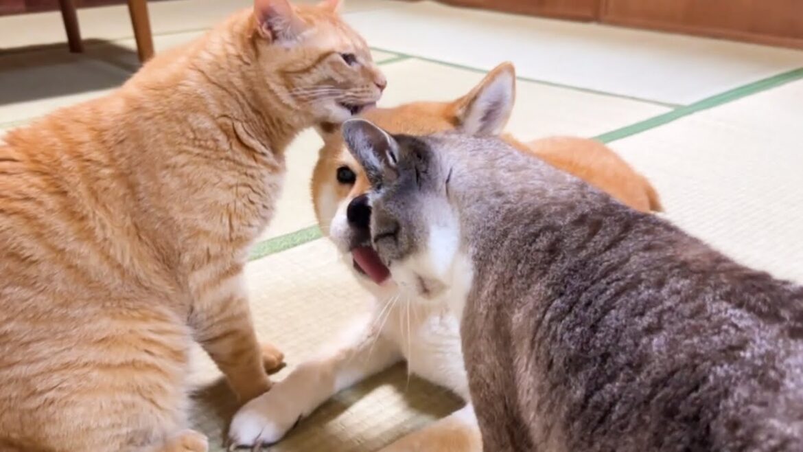 柴犬の毛繕いをする猫と柴犬に毛繕いしてもらう猫、幸せが大渋滞してます