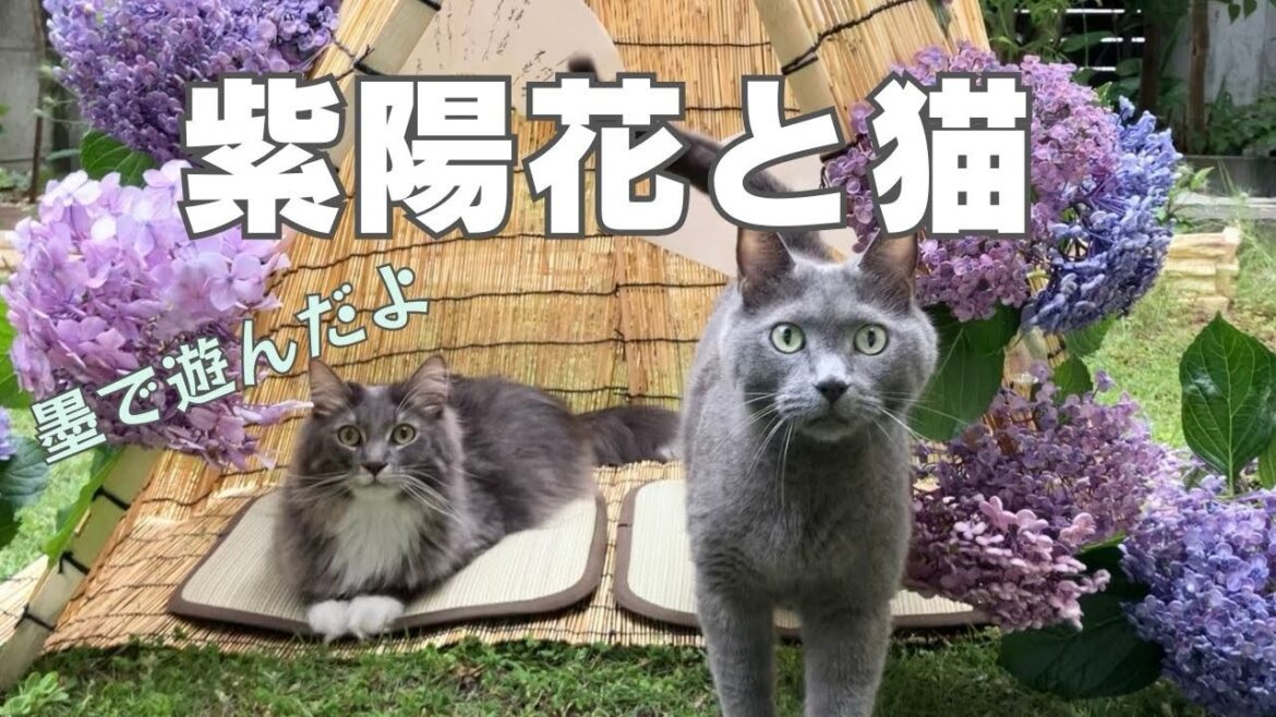 「紫陽花と猫」〜墨で遊んだよ〜Japanese cats