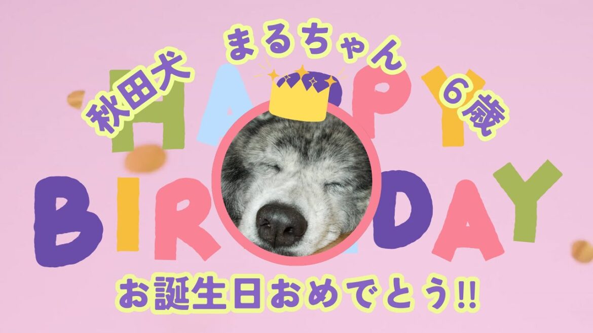 秋田犬 まるちゃん ６歳 誕生日を迎えたので、ペット用ケーキをプレゼントしてみた。#秋田犬 #誕生日 #ペット #犬 #ケーキ #６月