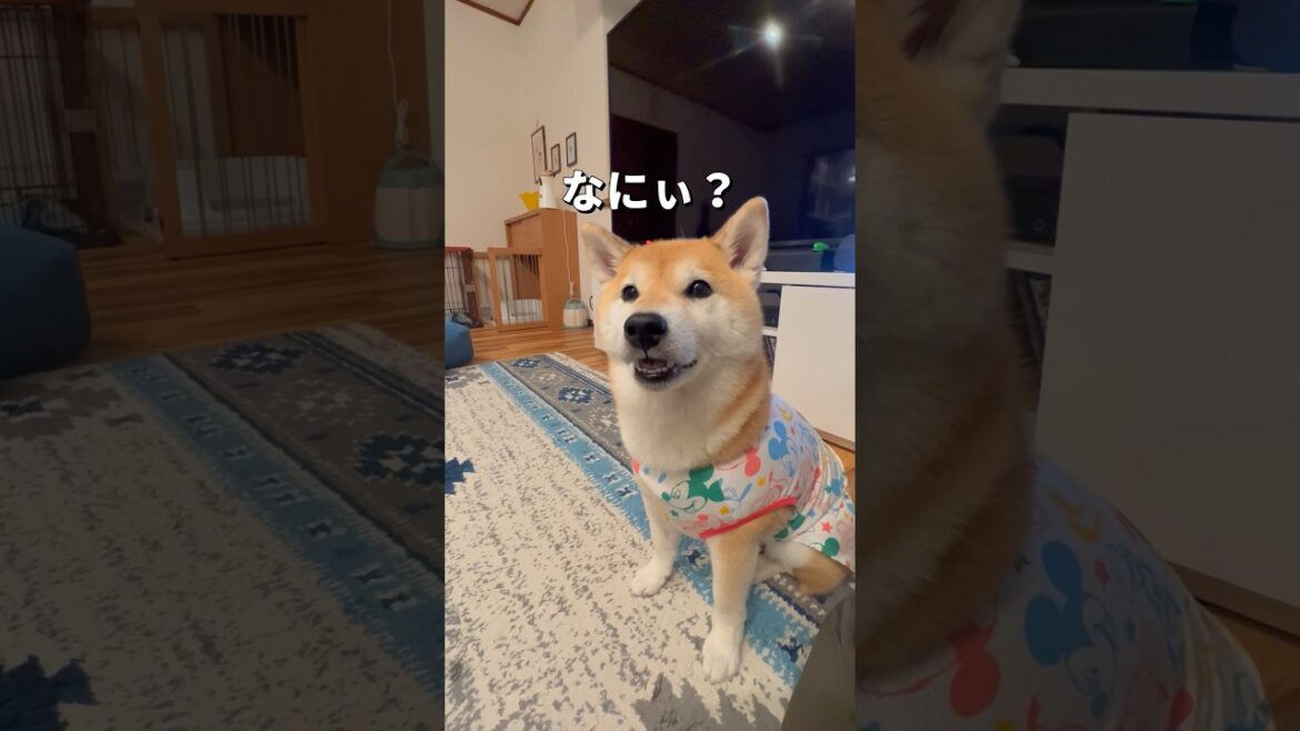 ポンの遠吠え？🐶#柴犬 #チワワ #shorts