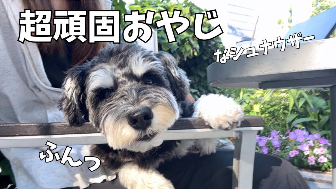 【ミニチュアシュナウザー】飼い主を困らせまくる頑固もの 4歳児のわがまま！？