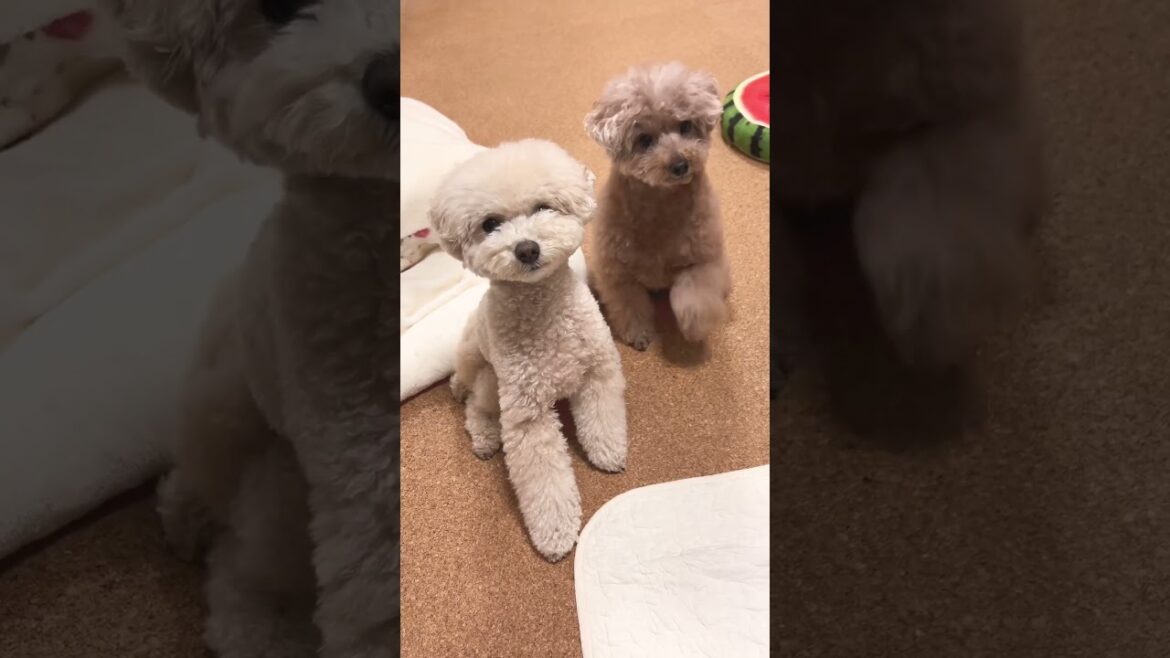 ポムポムプリン踊ってみた🐶 #ポムポムプリン #トイプードル
