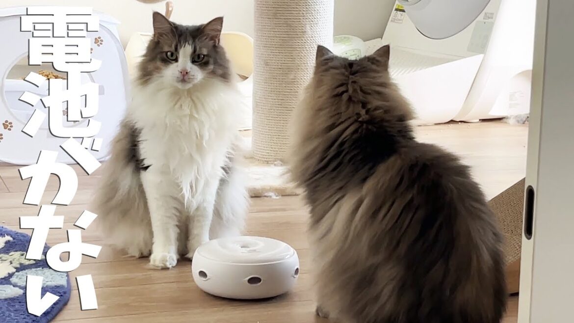 遊びたいおもちゃの電池が切れていて、悲しい気持ちになってるイケメン猫はこちらです ノルウェージャンフォレストキャット