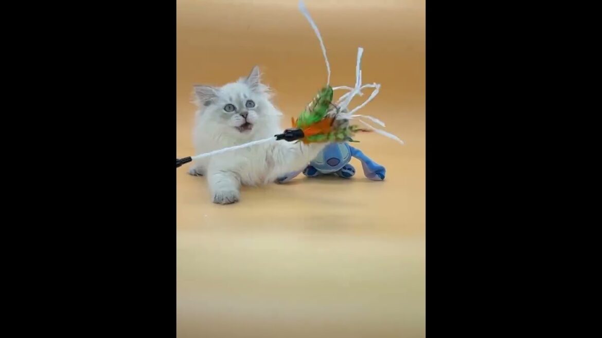 Izolda Blue Tabby Point Siberian Female Kitten Available Now | Purebred Kitties