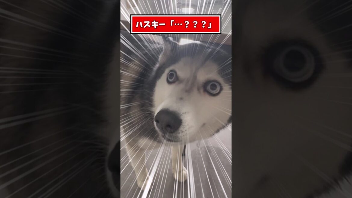 ハスキー見て癒されたら寝ろｗｗｗ #動物 #犬 #ハスキー #2ch動物スレ