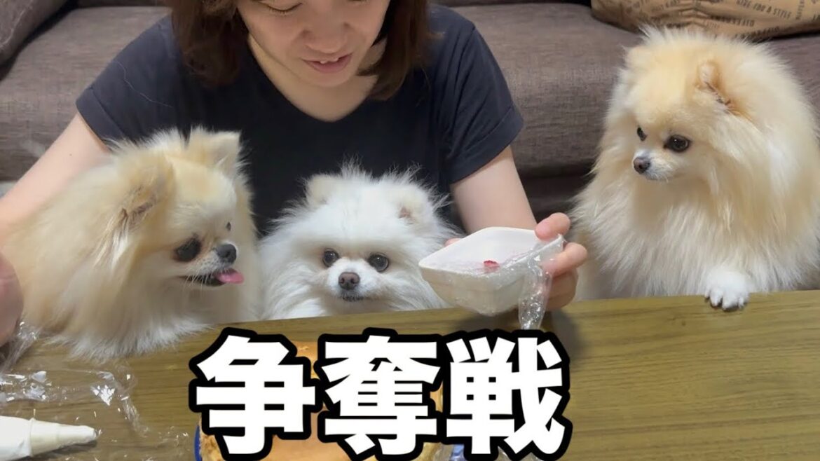 美味しい物を見るとテンション爆上がりのポメラニアン
