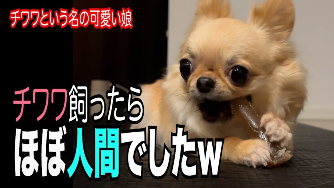 【アラフィフ夫婦が授かった子はチワワという名の可愛い娘でした】