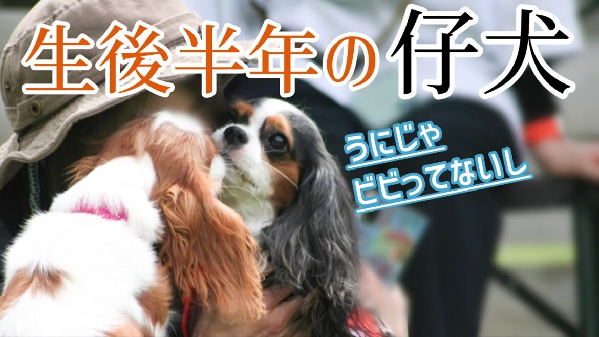 【キャバリアという犬】はじめまして！ブレンハイムのパピーちゃんと対面した愛犬うに(4歳5ヶ月)
