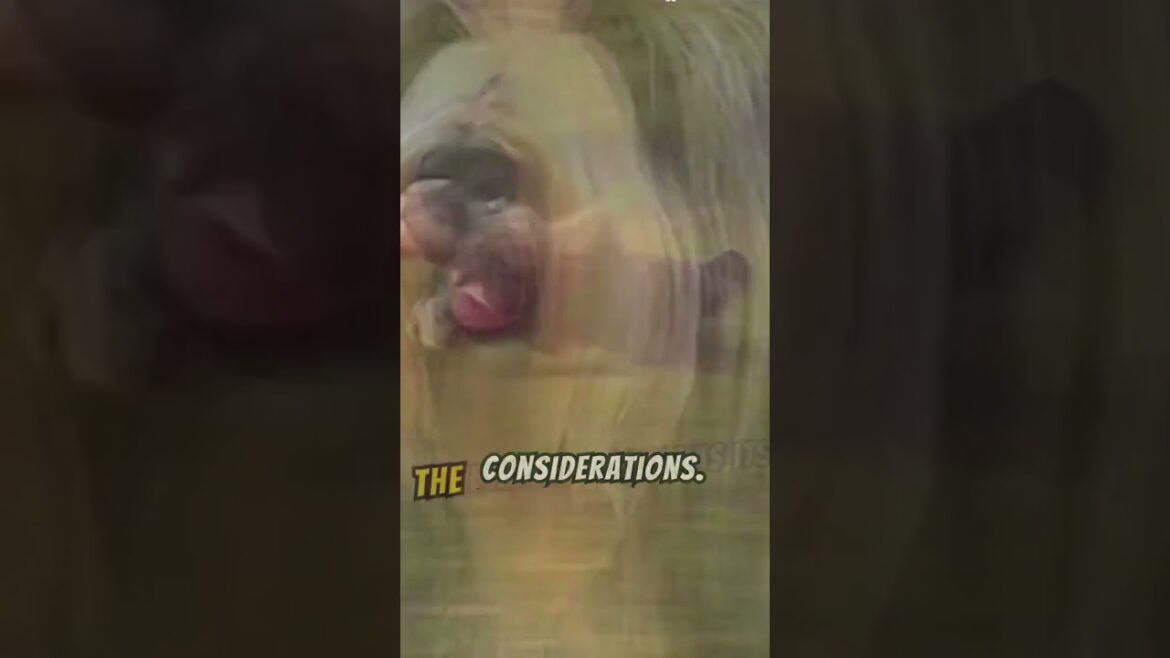 Why the Bearded Collie is the funniest dog breed ever