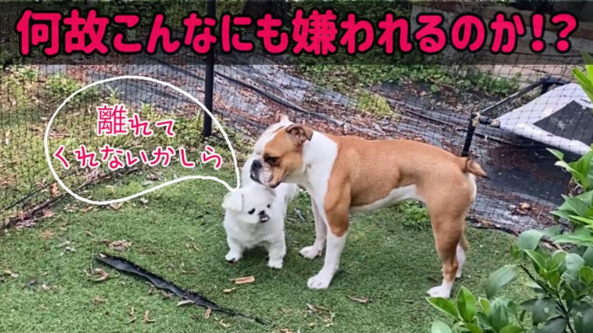 なぜ【ブルドッグ】竹子は嫌われるのか？理由がよく分かります…