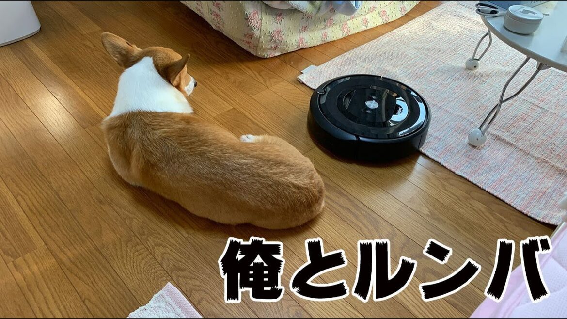 【俺の日常】ルンバe5と俺【ウェルシュ・コーギー桃太郎】