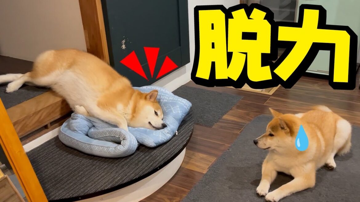 柴犬の思うまま自由に散歩させたら、こうなってしまいました…
