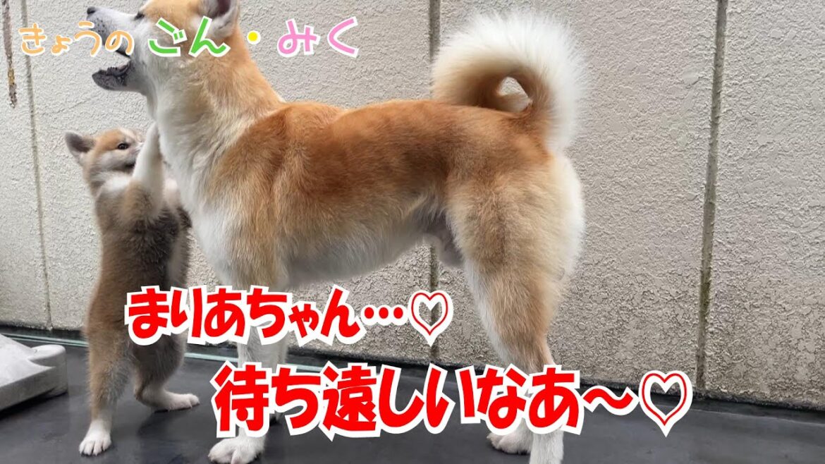 まりあちゃん…♡「待ち遠しいなあ～♡」今日のごん・みく　秋田犬【ごん・みく チャンネル】