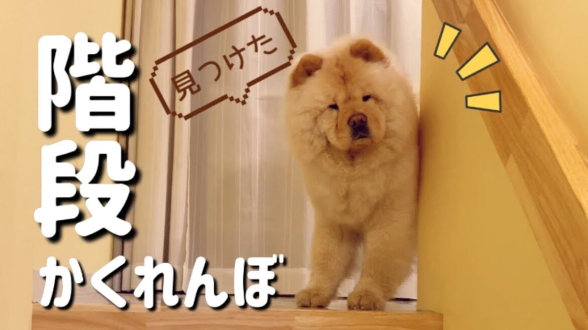 チャウチャウと階段でかくれんぼ！？【ステイホーム】