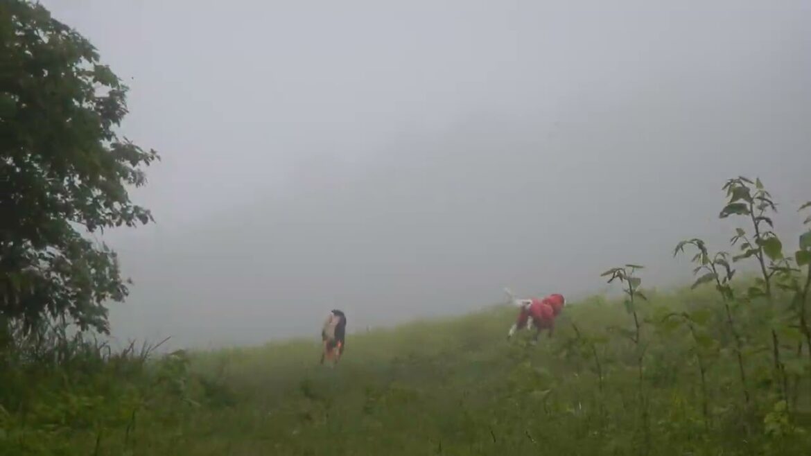 雨上がりのゲレンデへ散るサルーキ達♪（Saluki）