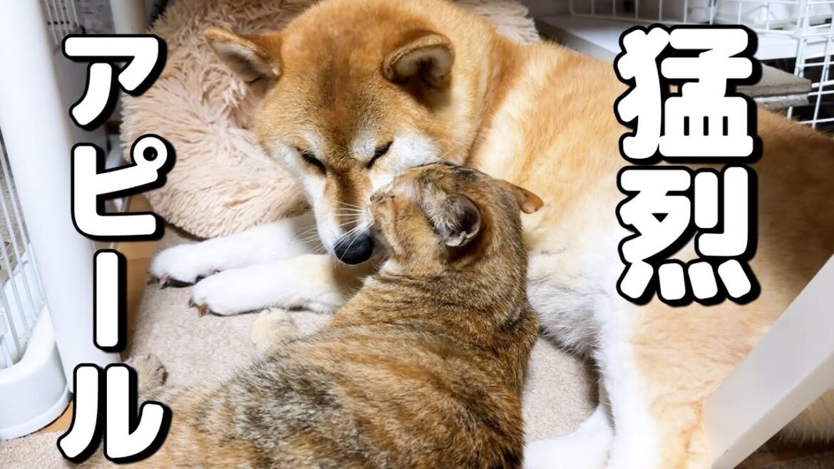 姉猫が柴犬に甘えてるのを見た子ども猫がこの後猛烈にこうなります…
