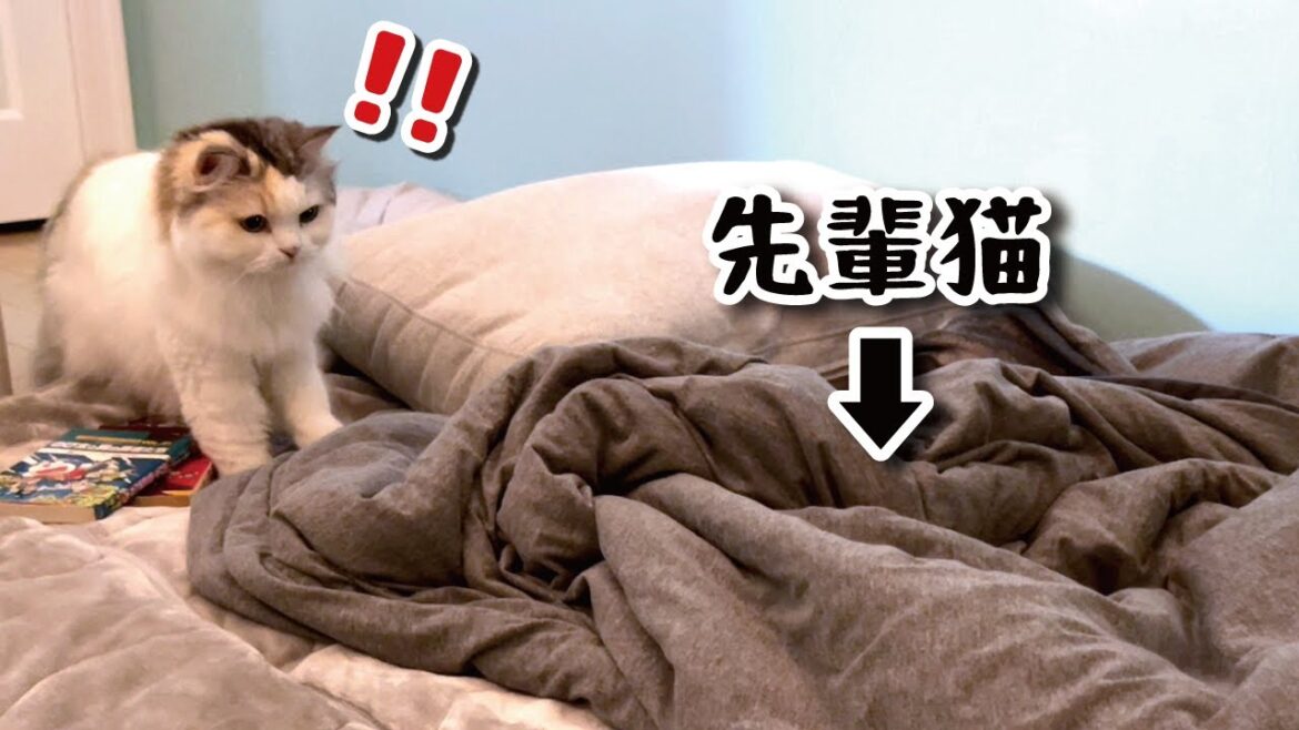 布団に入ってる先住猫を敵と勘違いして襲いかかる後輩猫【関西弁でしゃべる猫】【猫アテレコ】 布団に入ってる先住猫を敵と勘違いして襲いかかる後輩猫【関西弁でしゃべる猫】【猫アテレコ】