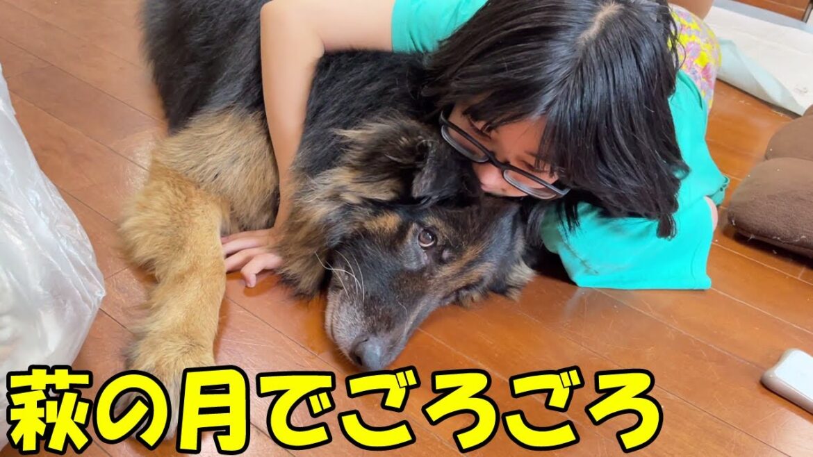 萩の月と忙しいジャーマンシェパード犬マックの巻 萩の月と忙しいジャーマンシェパード犬マックの巻