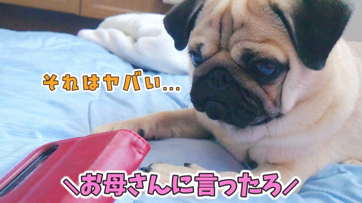 「ダメ」って言っても母のスマホにいたずらするのでチクってやりました|パグのぺろぽん兄弟pug犬| 「ダメ」って言っても母のスマホにいたずらするのでチクってやりました|パグのぺろぽん兄弟pug犬|