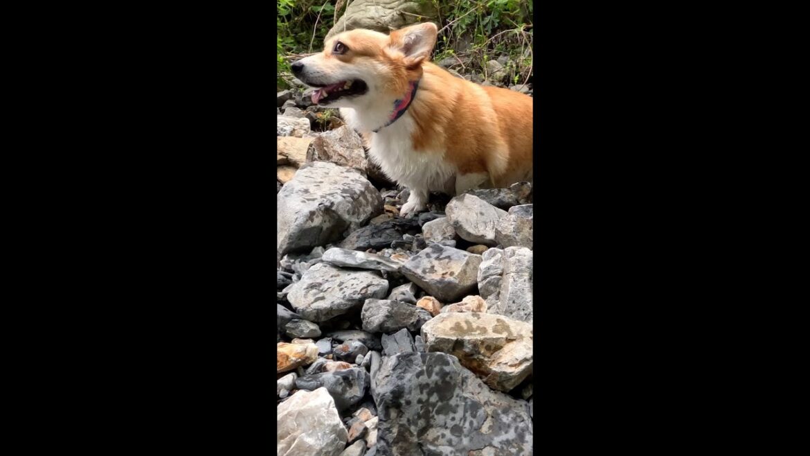 沢のほとりで気ままに過ごすコーギー / Corgi looking happy on the bank of a stream #コーギー #corgi #サクラ