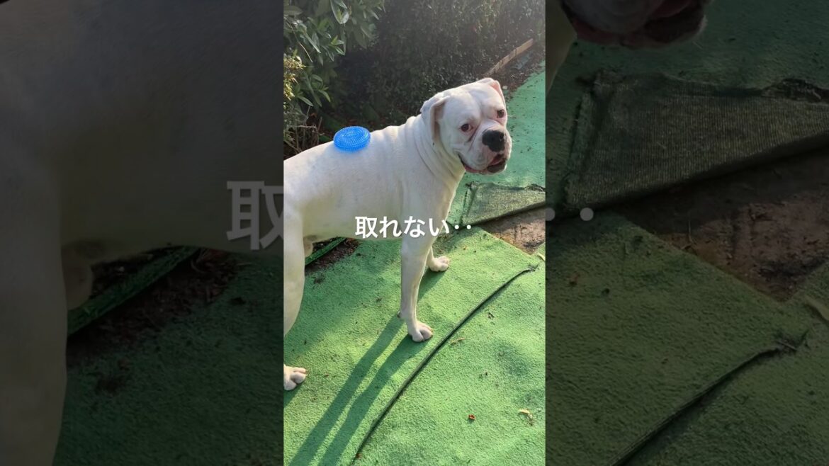 見えてるのに　ボクサー犬